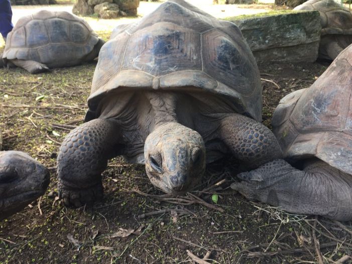 giant tortoise in rodrigues